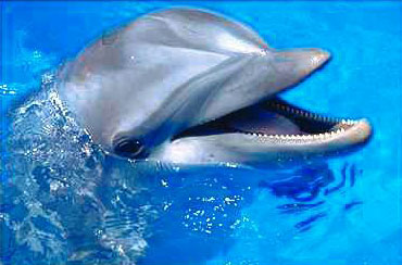 delfin2